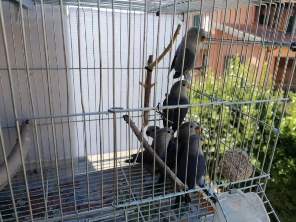 Inseparabili | Foto 2