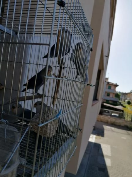 Inseparabili | Foto 1