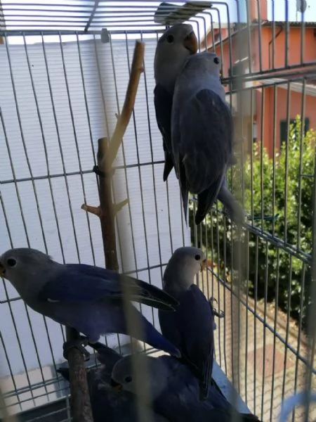 Inseparabili | Foto 0