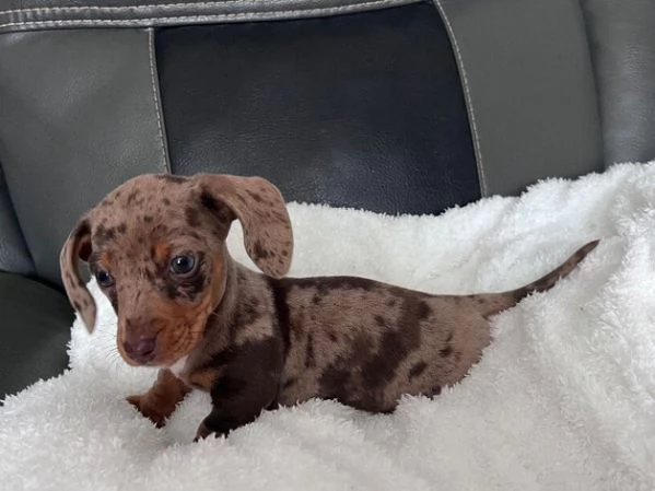 Disponibili splendidi cuccioli di Bassotto | Foto 0