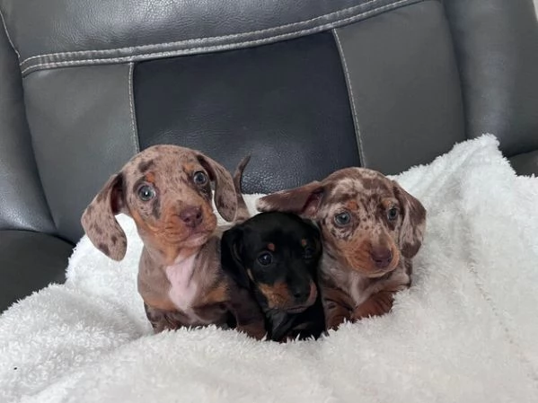 Disponibili splendidi cuccioli di Bassotto