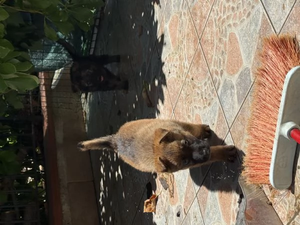 Cuccioli Pastore Tedesco Grigione da lavoro  | Foto 6