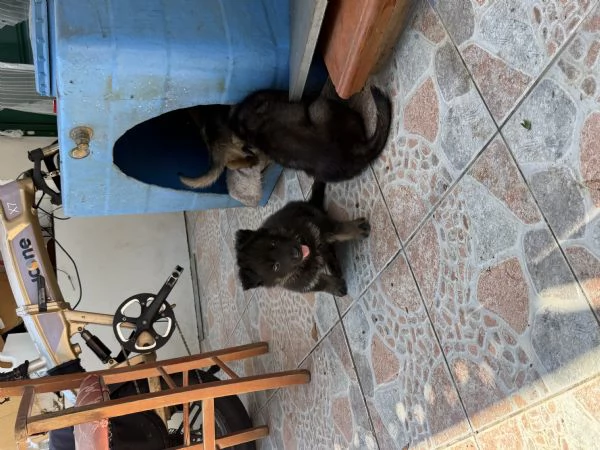 Cuccioli Pastore Tedesco Grigione da lavoro  | Foto 5