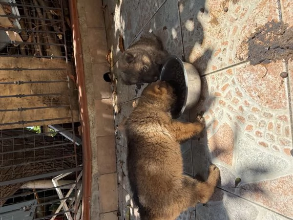 Cuccioli Pastore Tedesco Grigione da lavoro  | Foto 4