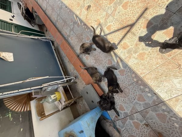 Cuccioli Pastore Tedesco Grigione da lavoro  | Foto 3