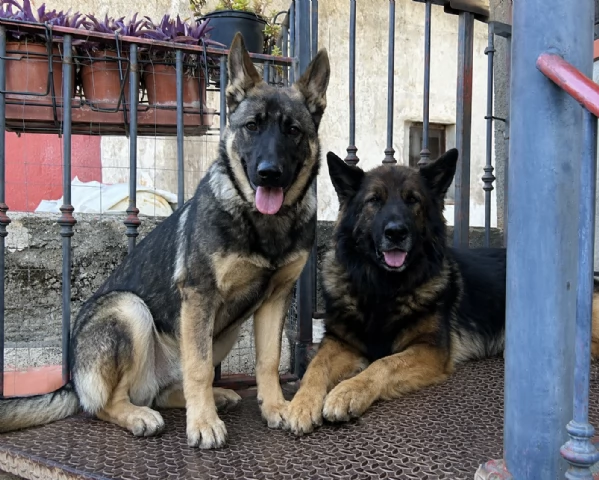 Cuccioli Pastore Tedesco Grigione da lavoro  | Foto 2