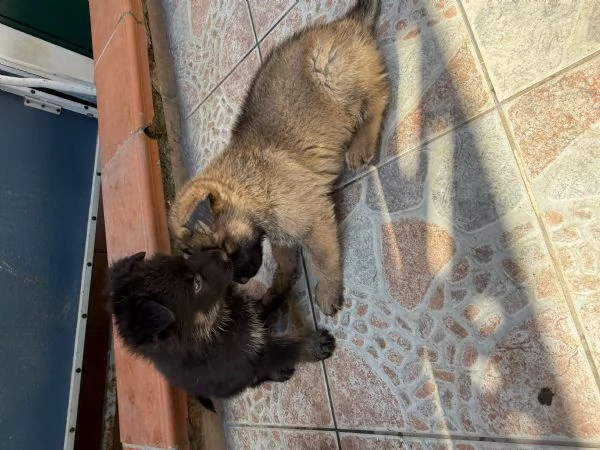 Cuccioli Pastore Tedesco Grigione da lavoro  | Foto 1