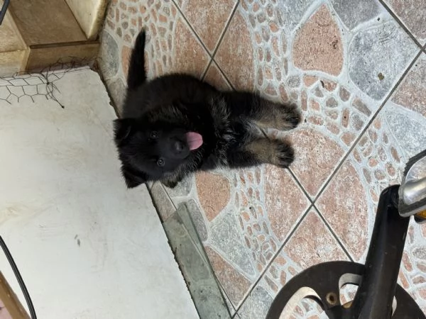 Cuccioli Pastore Tedesco Grigione da lavoro  | Foto 0