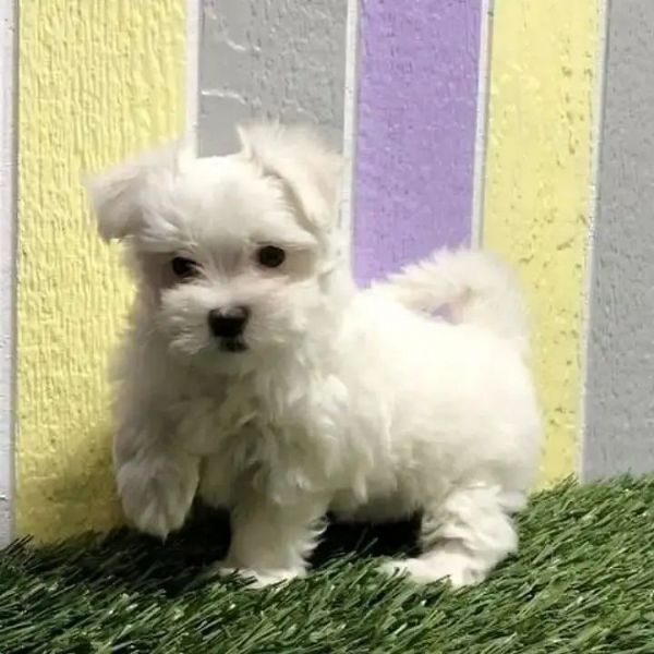 Due cuccioli Maltese | Foto 0