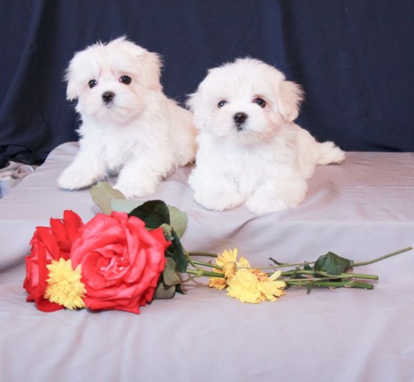 Maltese toy cuccioli