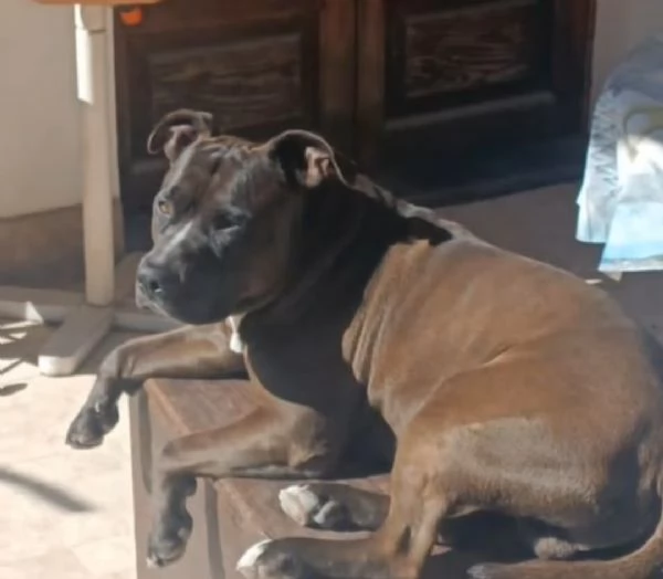 Cuccioli di Pitbull