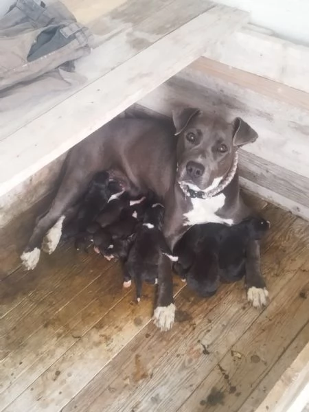 Cuccioli di Pitbull | Foto 4