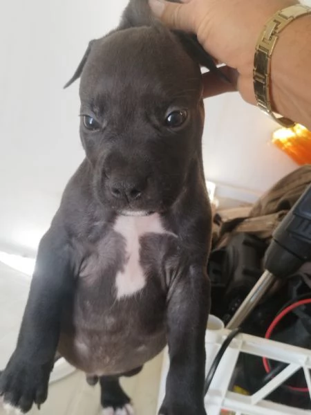 Cuccioli di Pitbull | Foto 3