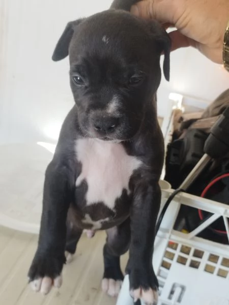 Cuccioli di Pitbull | Foto 2