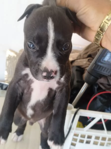 Cuccioli di Pitbull | Foto 1