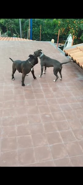 Cuccioli di Pitbull | Foto 0