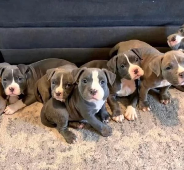 Cuccioli di Pitbull in regalo  Adozione responsabile