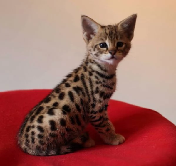 Cuccioli di Serval e Savannah