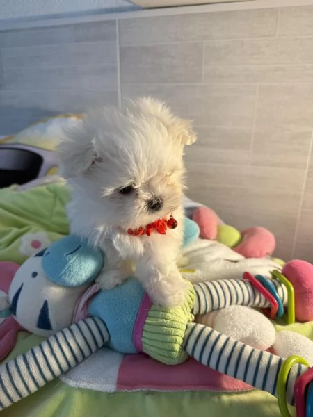 Splendidi cuccioli di Maltese disponibili per ladozione | Foto 6