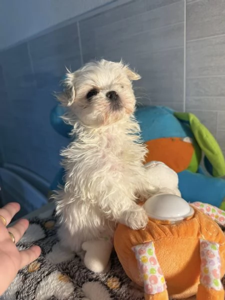 Splendidi cuccioli di Maltese disponibili per ladozione | Foto 5
