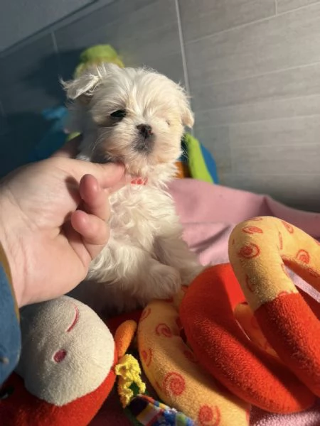 Splendidi cuccioli di Maltese disponibili per ladozione | Foto 4