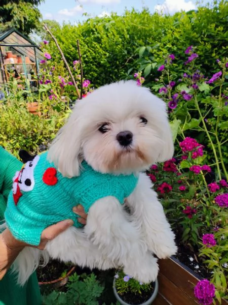 Splendidi cuccioli di Maltese disponibili per ladozione | Foto 3