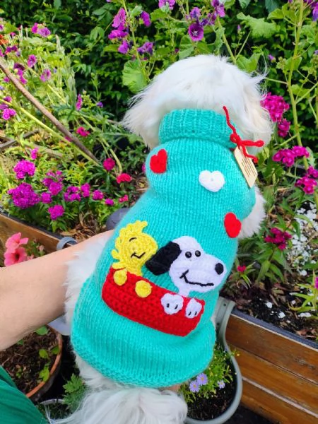 Splendidi cuccioli di Maltese disponibili per ladozione | Foto 2