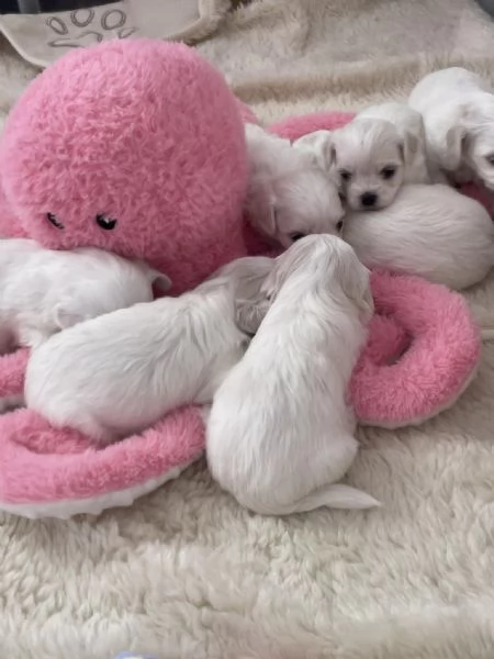 Splendidi cuccioli di Maltese disponibili per ladozione | Foto 1