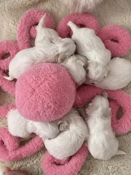 Splendidi cuccioli di Maltese disponibili per ladozione | Foto 0