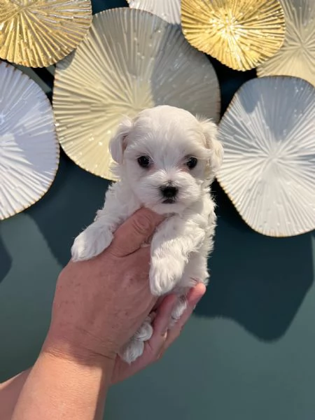 Splendidi cuccioli di Maltese disponibili per ladozione