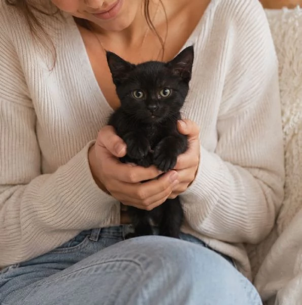 Morosita 2 mesi gatto femmina 