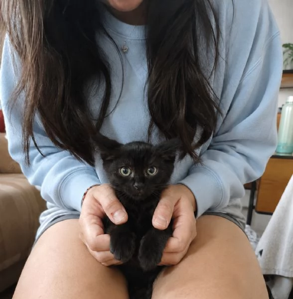Morosita 2 mesi gatto femmina  | Foto 4