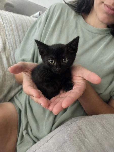 Morosita 2 mesi gatto femmina  | Foto 2
