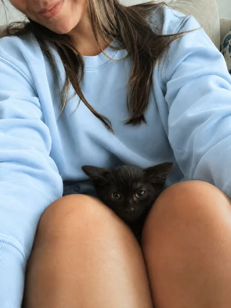Morosita 2 mesi gatto femmina  | Foto 1