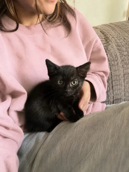 Morosita 2 mesi gatto femmina  | Foto 0