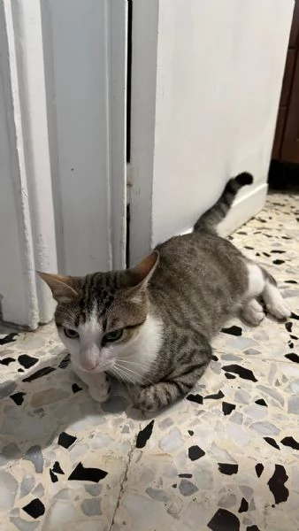 Tommy 6 mesi gatto maschio 
