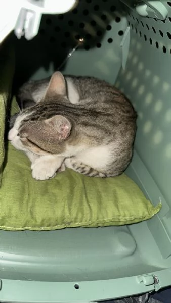 Tommy 6 mesi gatto maschio  | Foto 4