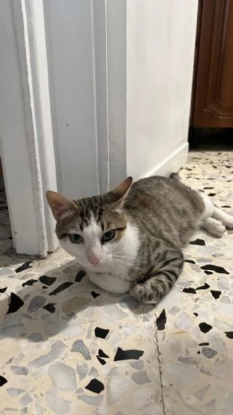 Tommy 6 mesi gatto maschio  | Foto 3