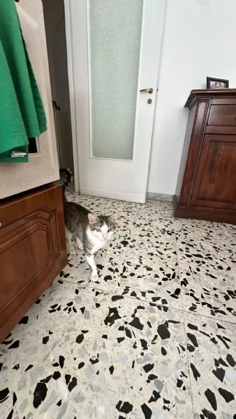 Tommy 6 mesi gatto maschio  | Foto 2