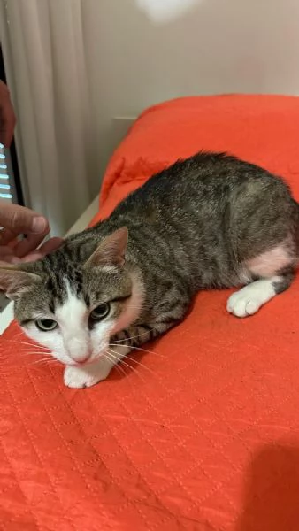 Tommy 6 mesi gatto maschio  | Foto 1