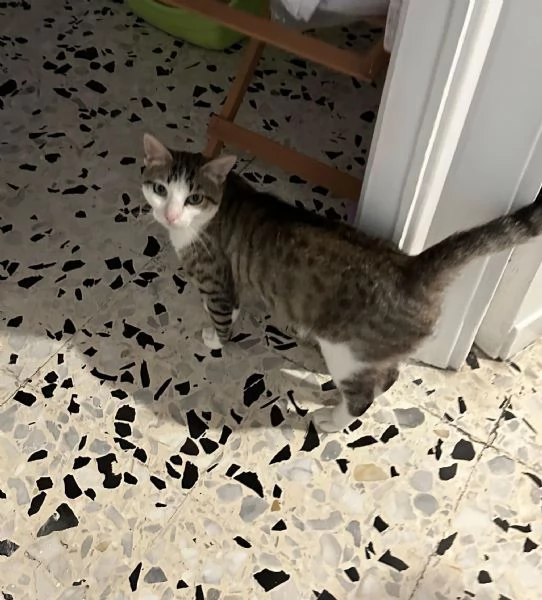 Tommy 6 mesi gatto maschio  | Foto 0