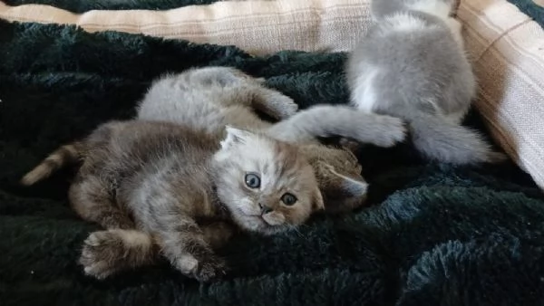 Splendidi cuccioli di Scottish Fold | Foto 3