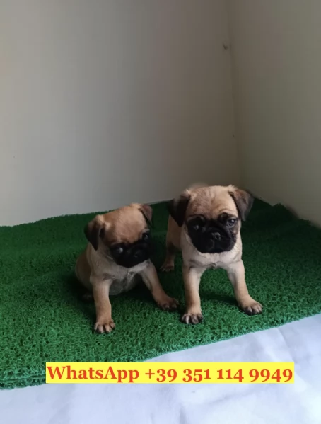 Regala splendidi cuccioli di Carlino | Foto 2