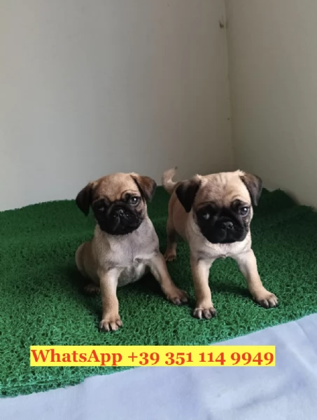 Regala splendidi cuccioli di Carlino