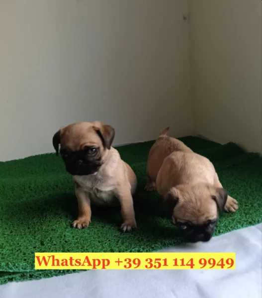 Regala splendidi cuccioli di Carlino | Foto 0