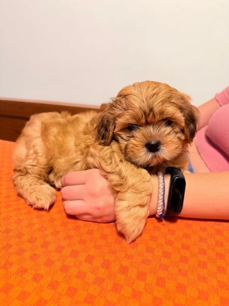 Cuccioli Malshi poo 