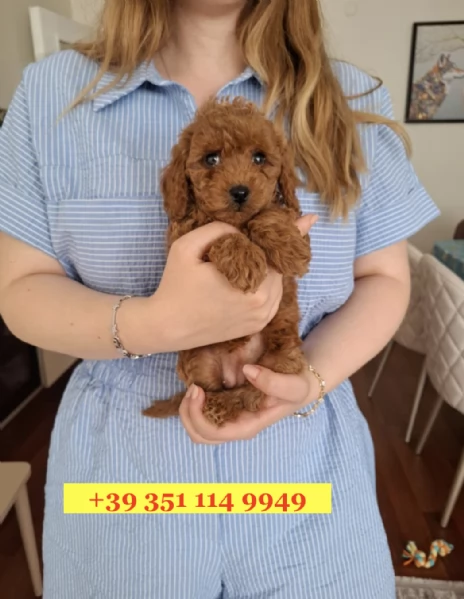 Regala un cucciolo di barboncino | Foto 2