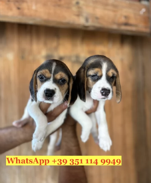 Regala un cucciolo di Beagle | Foto 2