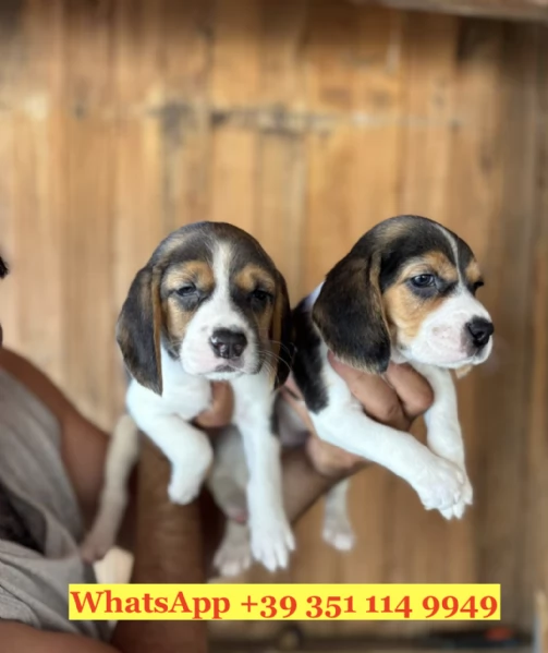 Regala un cucciolo di Beagle | Foto 1