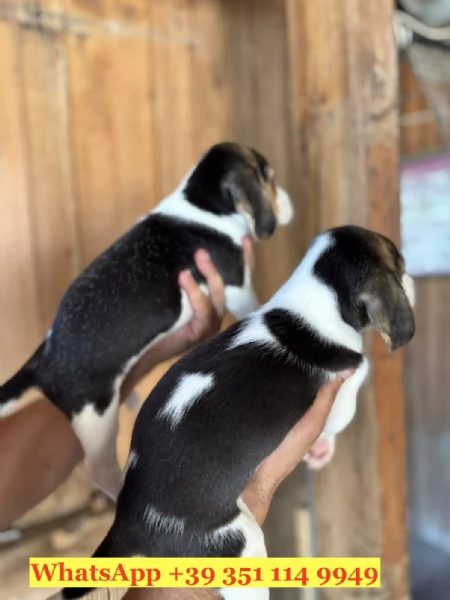Regala un cucciolo di Beagle | Foto 0